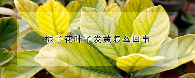 栀子花叶子发黄的原因 栀子花叶子变黄的原因