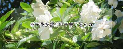 栀子花换盆后叶子蔫了的处理方法 栀子花更换盆后如何处理叶子蔫萎问题？