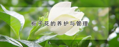 栀子花的养护与管理 栀子花的护理与维护