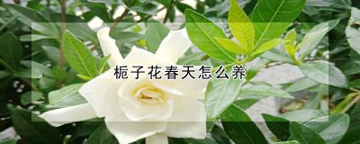 栀子花春天如何养 如何养护栀子花以迎接春天