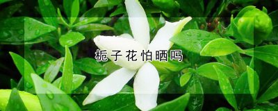 栀子花怕不怕晒 栀子花的形态特征