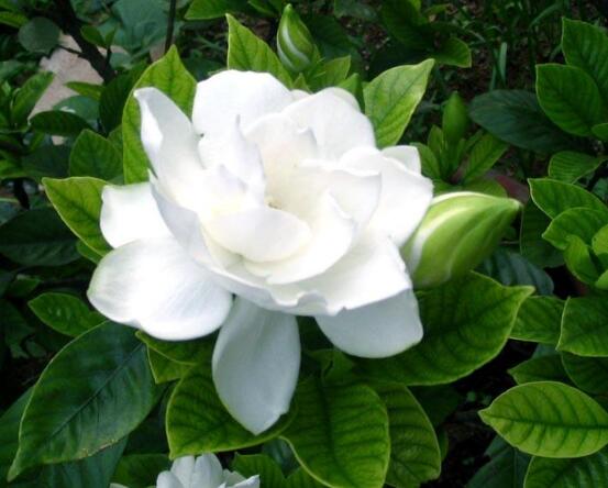 栀子花的传说