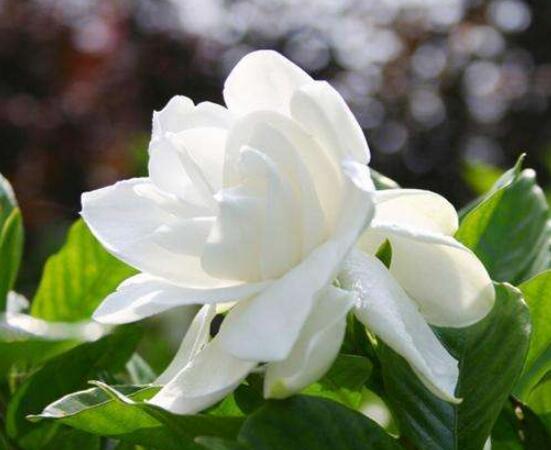 栀子花的传说