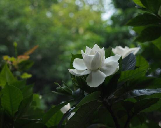 栀子花的传说