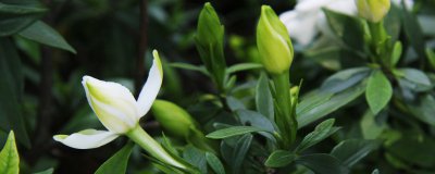每天都需要给栀子花浇水吗 每日需为栀子花浇水吗？