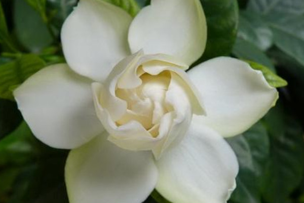 每天都需要给栀子花浇水吗