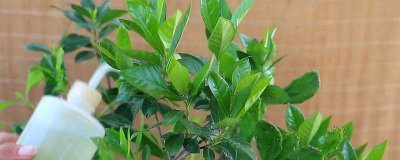 夏天栀子花需要每天浇水吗 夏季栀子花需要每日浇水吗？