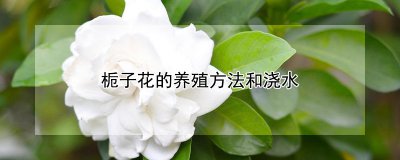 栀子花怎么养殖和浇水 栀子花的种植和水分管理