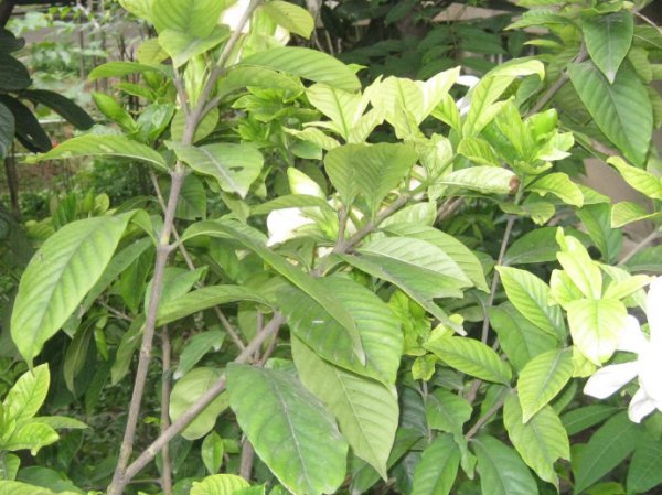 栀子花的三种繁殖方法