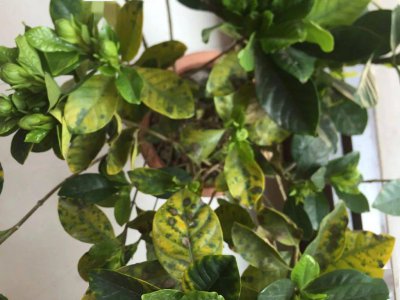 防治栀子花黄化病的技巧 预防阴枝黄叶病的方法