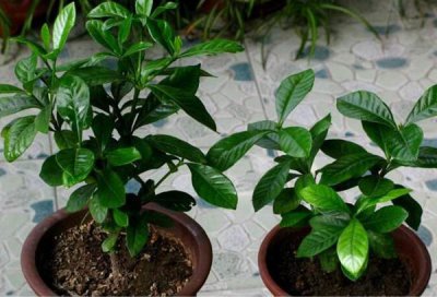 栀子花浇水方法介绍 栀子花怎么浇水季节不同浇水量也不同