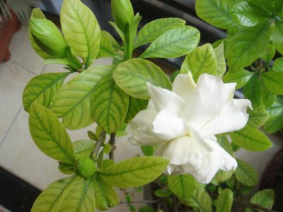 栀子花什么时候浇水好 栀子花养殖注意事项