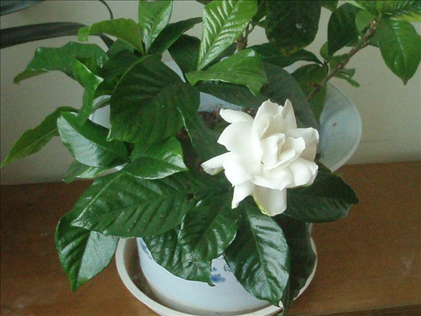 栀子花什么时候浇水好