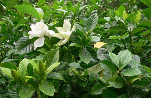 栀子花什么时候浇水好