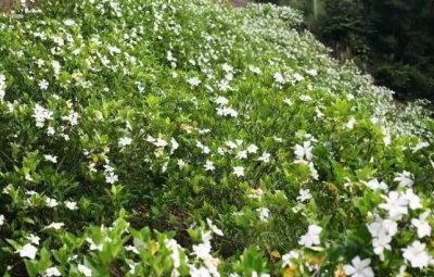 栀子花浇水方法 栀子花浇水水质