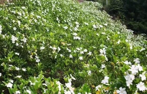栀子花浇水水质