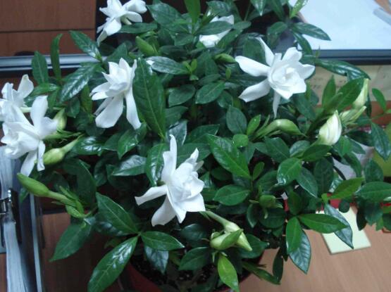 栀子花浇水水质