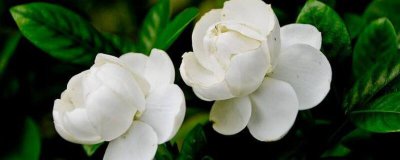 盆土干燥浇水 芽签干湿度浇水
