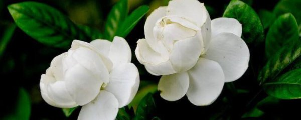 芽签干湿度浇水