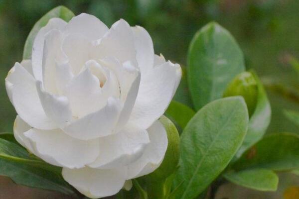 芽签干湿度浇水