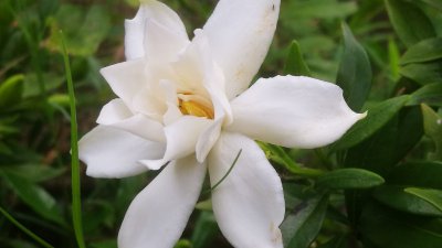 怎么给小叶栀子花浇水 小叶栀子花的适量浇水方法
