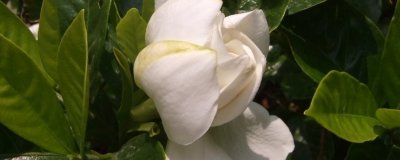 刚换盆的栀子花怎么浇水 换过花盆的栀子花如何适当地浇水