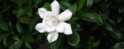 栀子花花期如何浇水 栀子花花期浇水频次