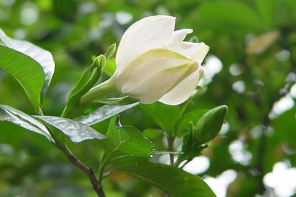 栀子花花期浇水频次