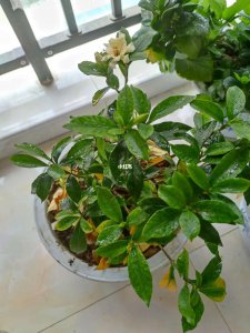 栀子花换盆后大批落叶怎么办 栀子花换盆后为何大量落叶如何处理？