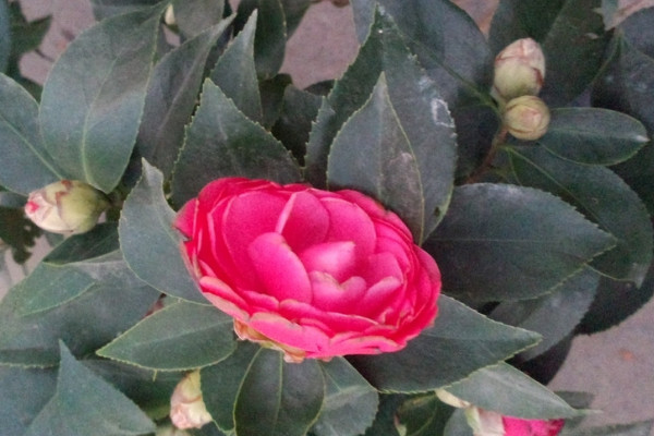 夏天栀子花能不能换盆