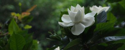 栀子花换盆后叶子发黄的原因 栀子花更换盆后叶片变黄的原因