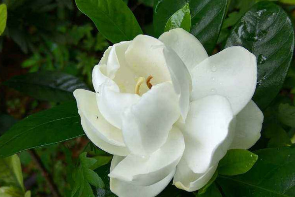栀子花换盆后叶子发黄的原因