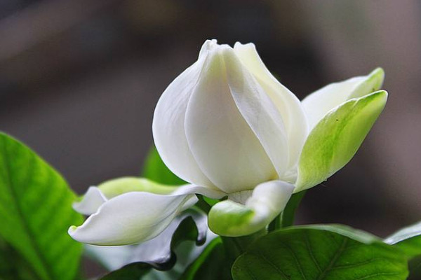 栀子花换盆后叶子发黄的原因
