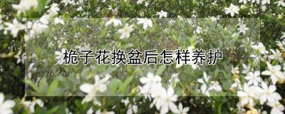 栀子花换盆后如何养护 栀子花换盆后的养护技巧