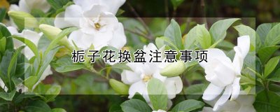栀子花换盆要注意什么 栀子花换盆需注意事项