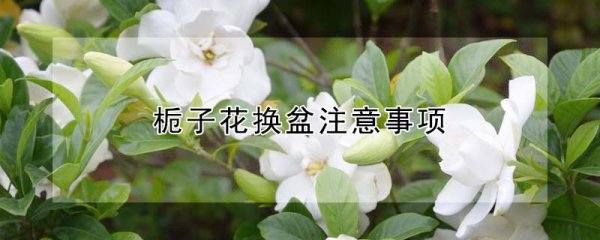 栀子花换盆要注意什么