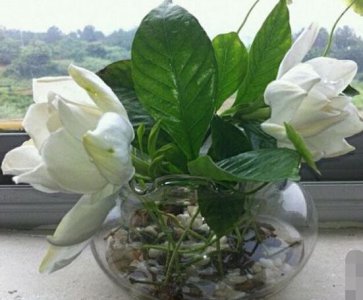 栀子花水培方法 水培栀子花注意事项