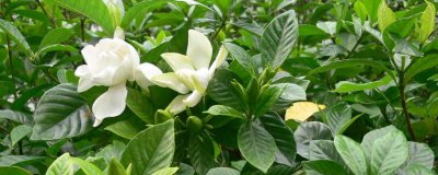 栀子花烂根后水培步骤 栀子花水培救治技巧