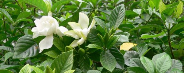 栀子花烂根后水培步骤