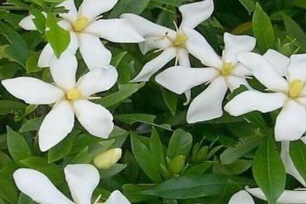 栀子花烂根后水培步骤