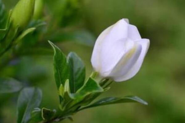 栀子花烂根后水培步骤