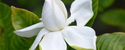 栀子花能水培吗 栀子花适合水培吗？