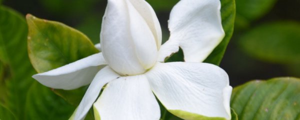 栀子花能水培吗