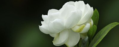 栀子花水培生根方法 栀子花水培繁殖技巧
