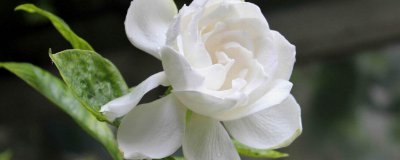 栀子花怎么水培插扦 栀子花水培繁殖方法是什么？