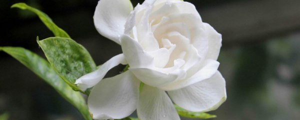 栀子花怎么水培插扦