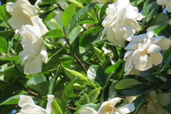 栀子花怎么水培插扦