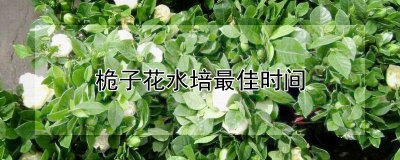 栀子花什么时候水培合适 栀子花适合什么时间水培