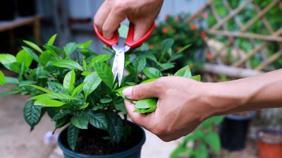 栀子花的修剪方法 如何正确修剪栀子花？