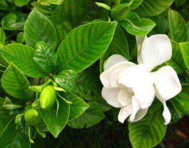 栀子花修剪方法 栀子花修剪注意事项